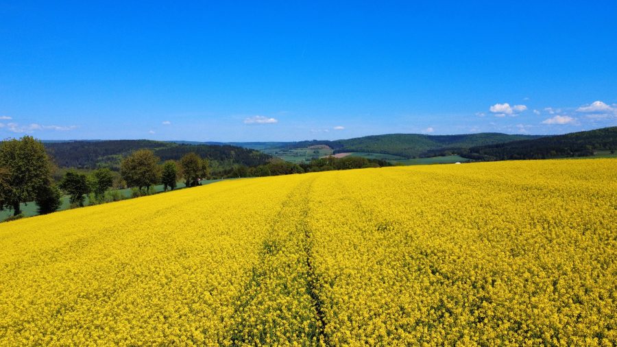 rapsfeld